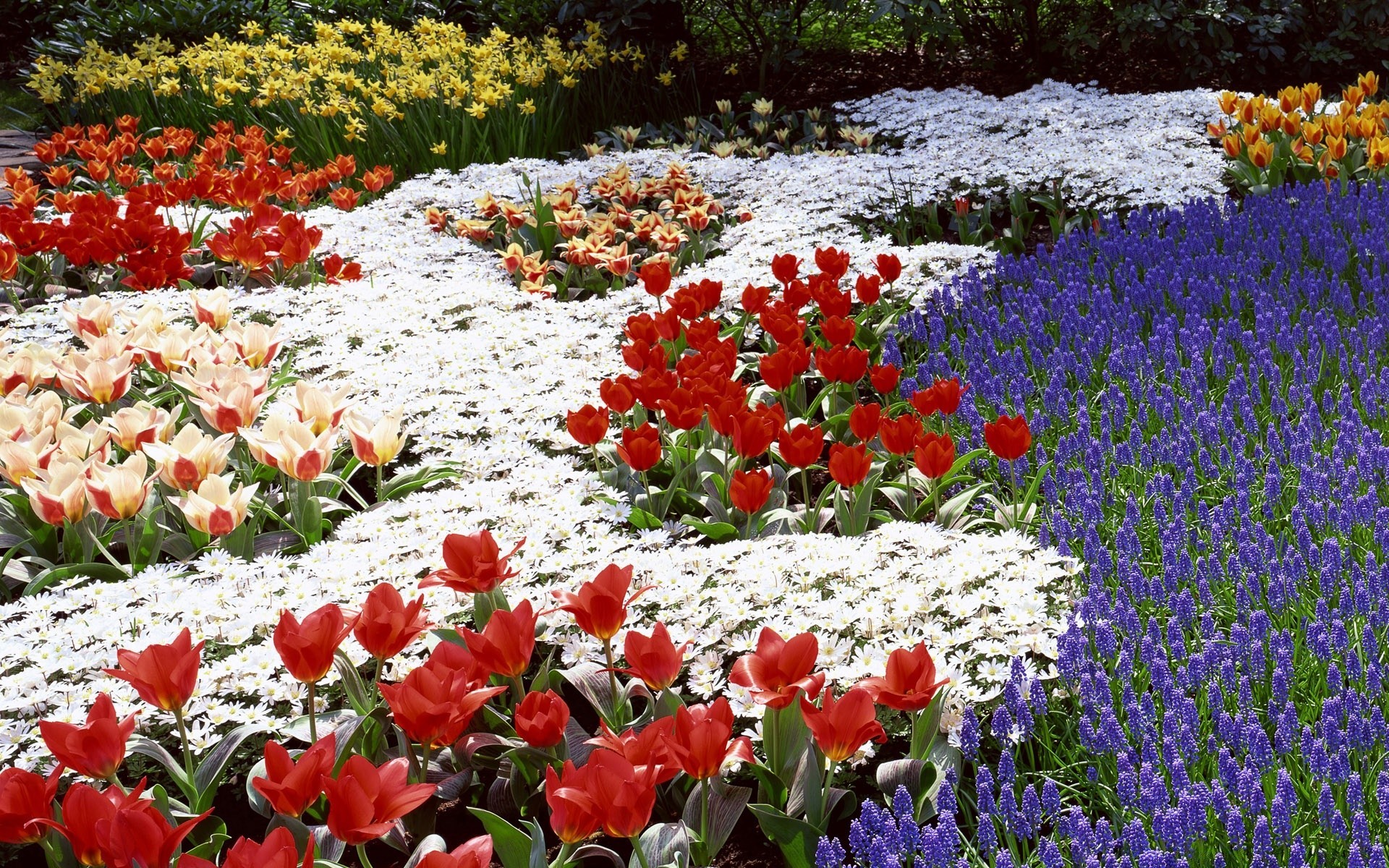 frühling blume garten natur flora blühen blumen tulpe saison blütenblatt blatt feld sommer farbe park heuhaufen wachstum im freien frühling bett