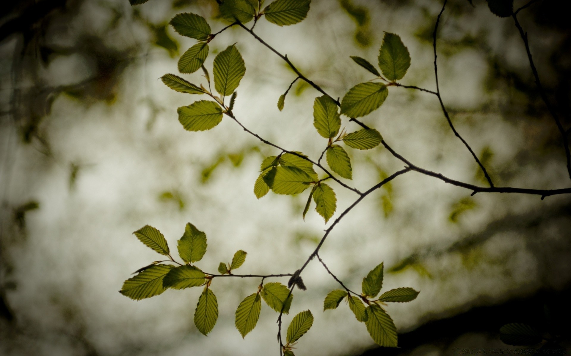 frühling blatt baum flora natur desktop holz zweig licht wachstum im freien herbst hell farbe schließen garten abstrakt textur blume sommer