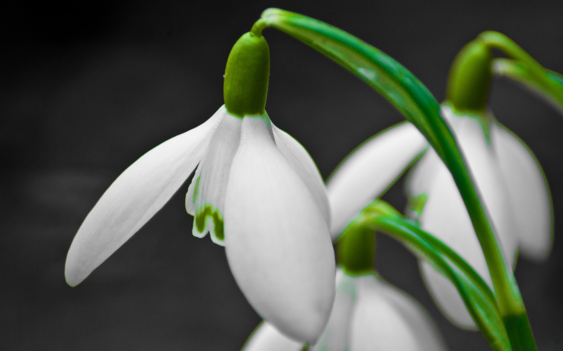 spring nature flower leaf flora growth outdoors blur garden husk bud still life