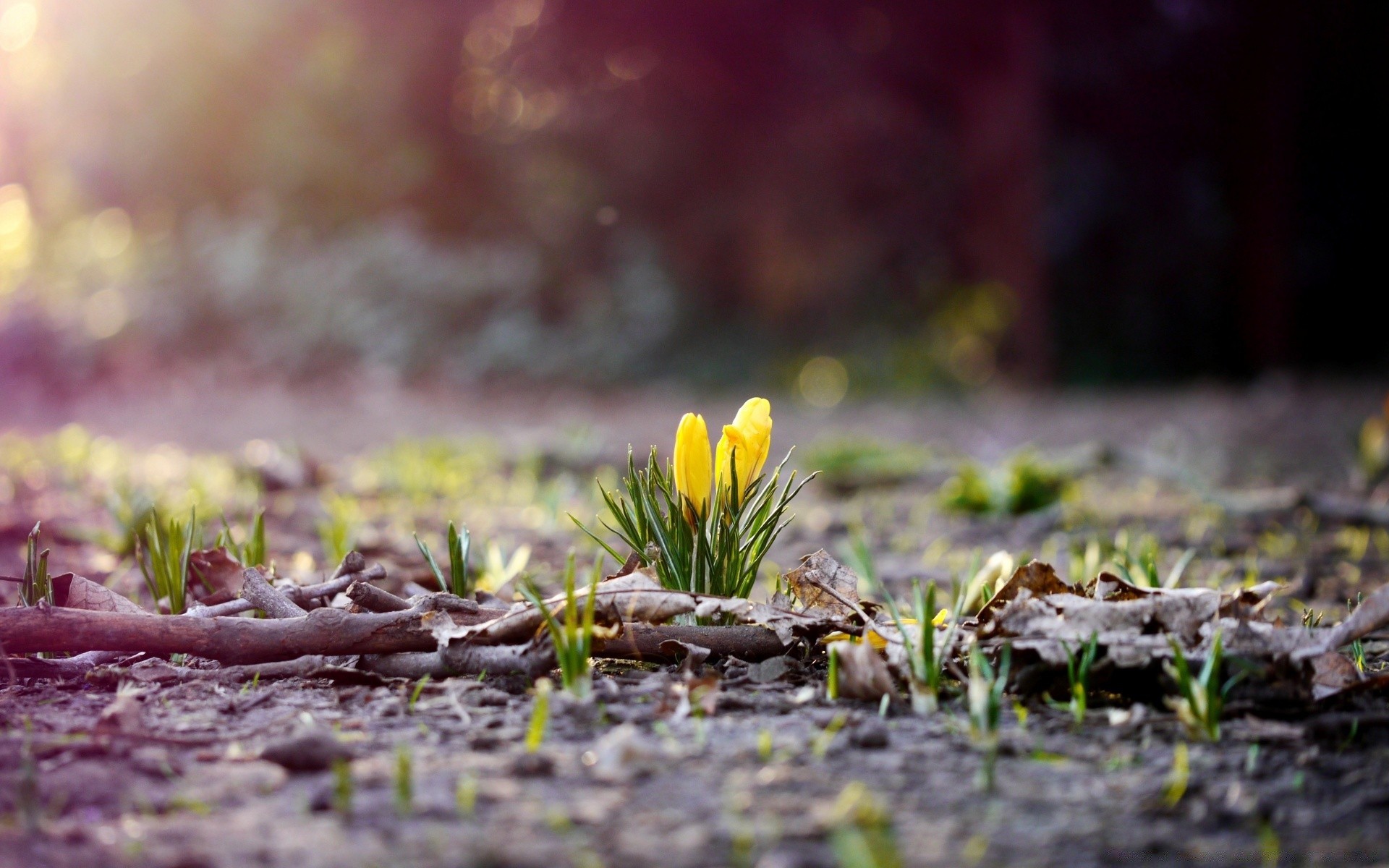 spring nature flower garden leaf ground flora outdoors grass season blooming summer park field color fair weather sun floral wood landscape