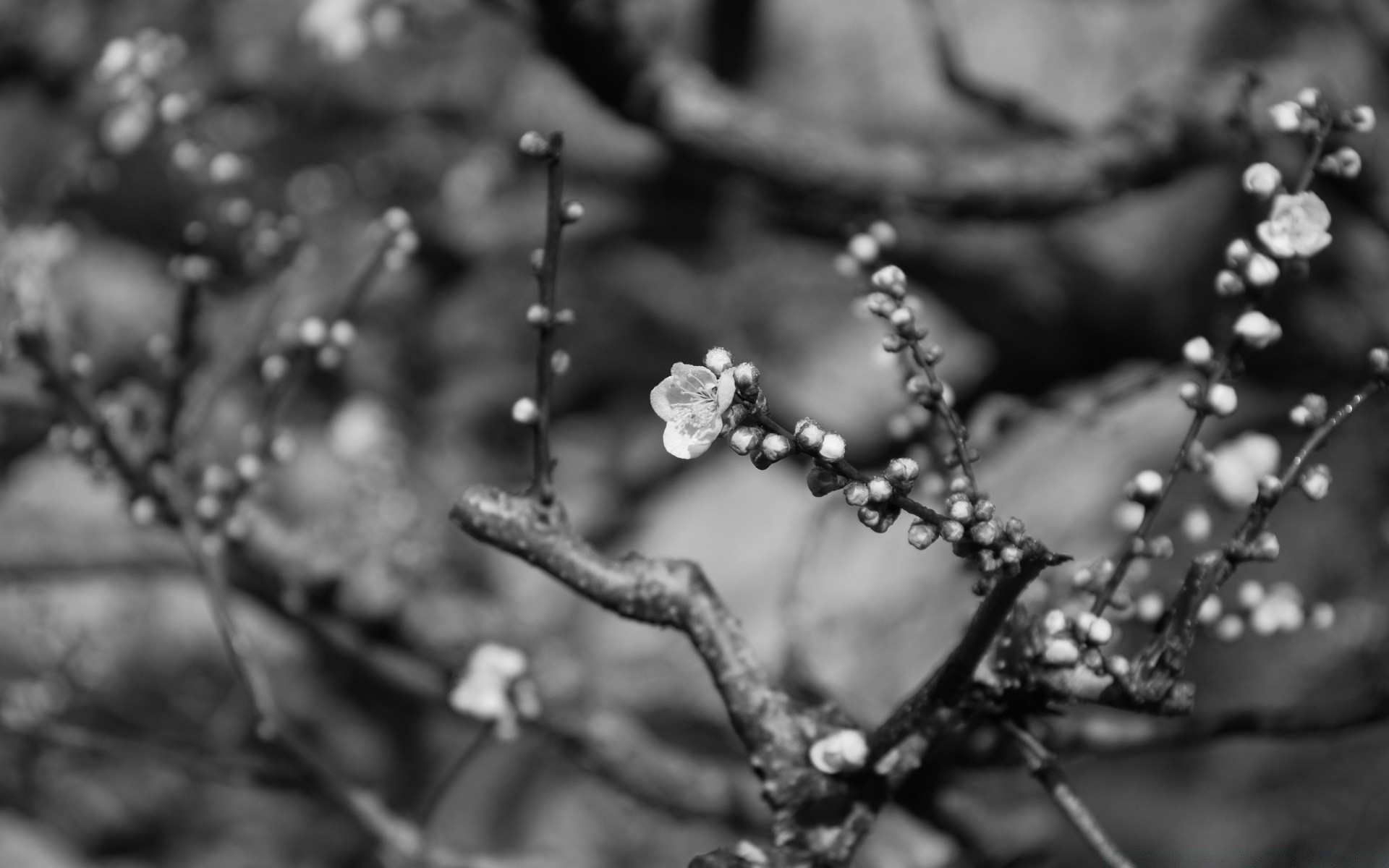 printemps monochrome arbre nature fleur pluie feuille branche dof flore hiver jardin rosée bois cerise extérieur lumière saison pomme parc