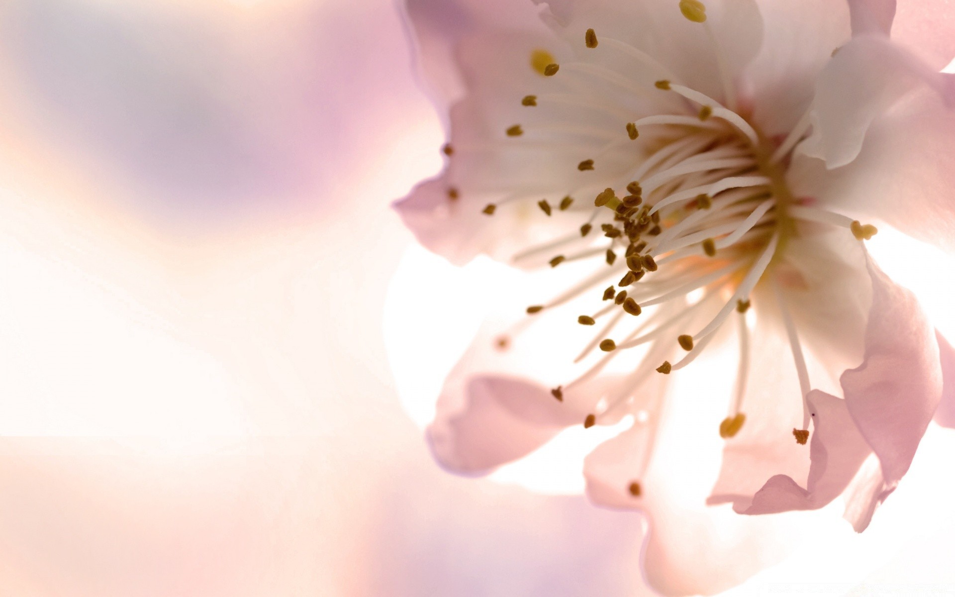 spring flower nature blur leaf summer flora sun bright delicate growth fair weather