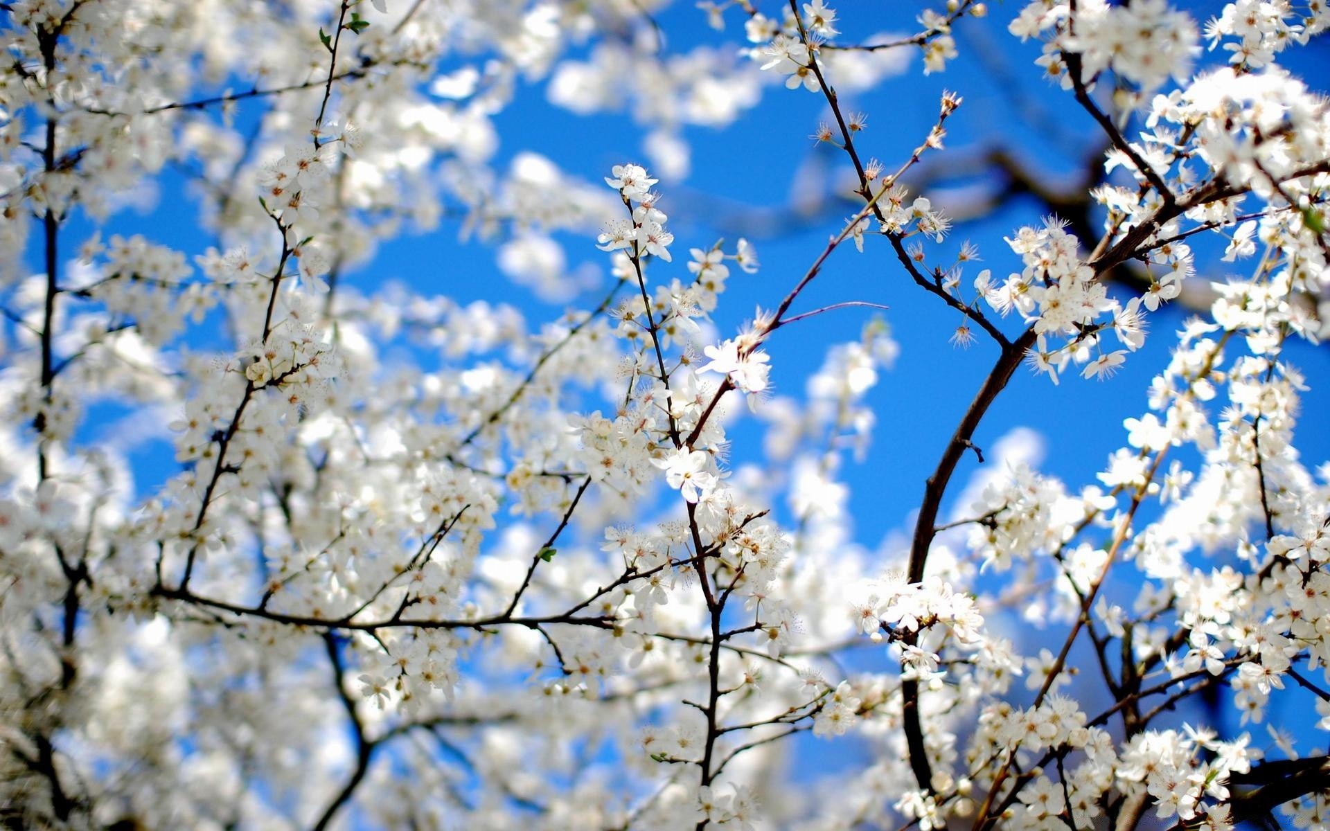 spring cherry tree flower branch season apple plum springtime flora nature bud petal blooming apricot fruit tree growth floral sunny park bright