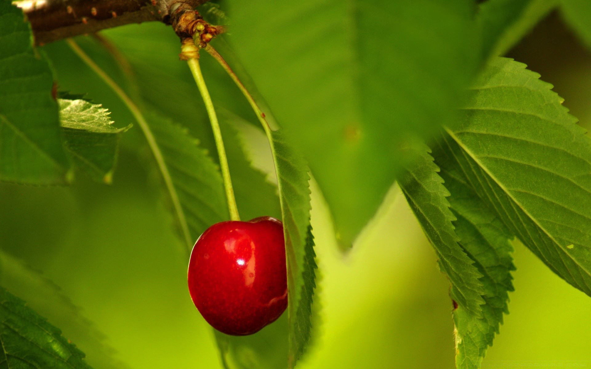 bahar yaprak doğa yaz bahçe açık havada ağaç flora