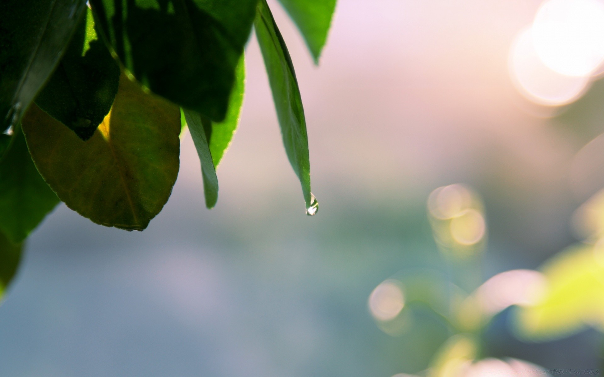 primavera folha natureza borrão flora crescimento verão jardim brilhante ao ar livre cor bom tempo luz árvore