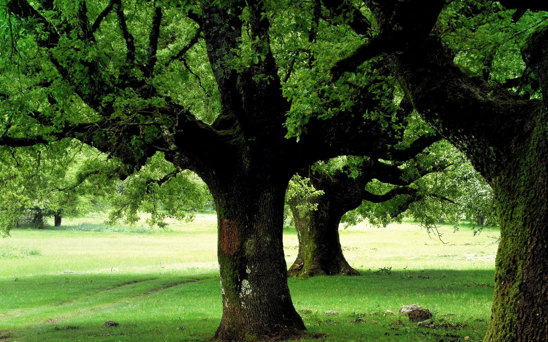 frühling baum landschaft natur park blatt stamm zweig holz medium eiche flora gras saison im freien sommer herbst