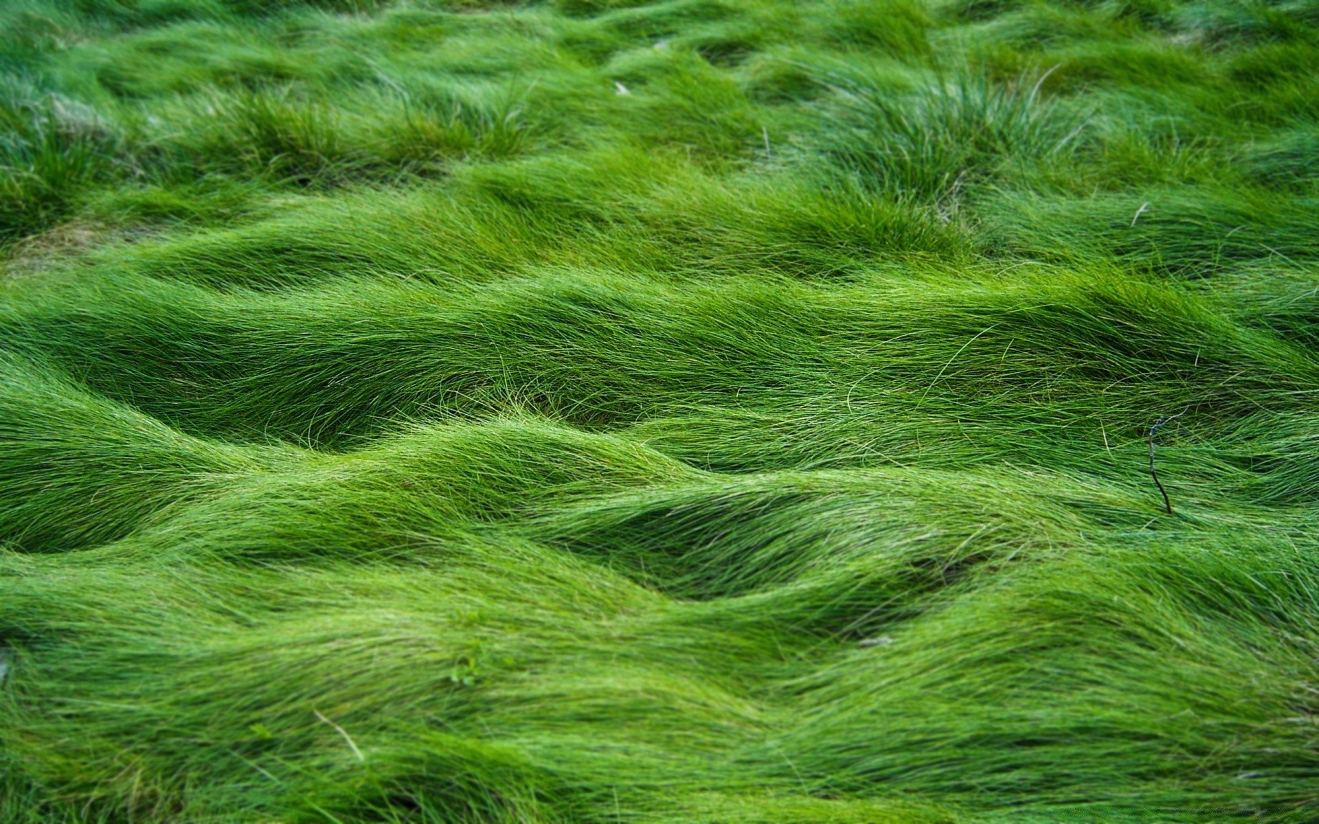 frühling textur muster natur desktop abstrakt gras nahaufnahme teppich flora üppig farbe wolle wachstum ökologie stoff in der nähe umwelt landwirtschaft hell