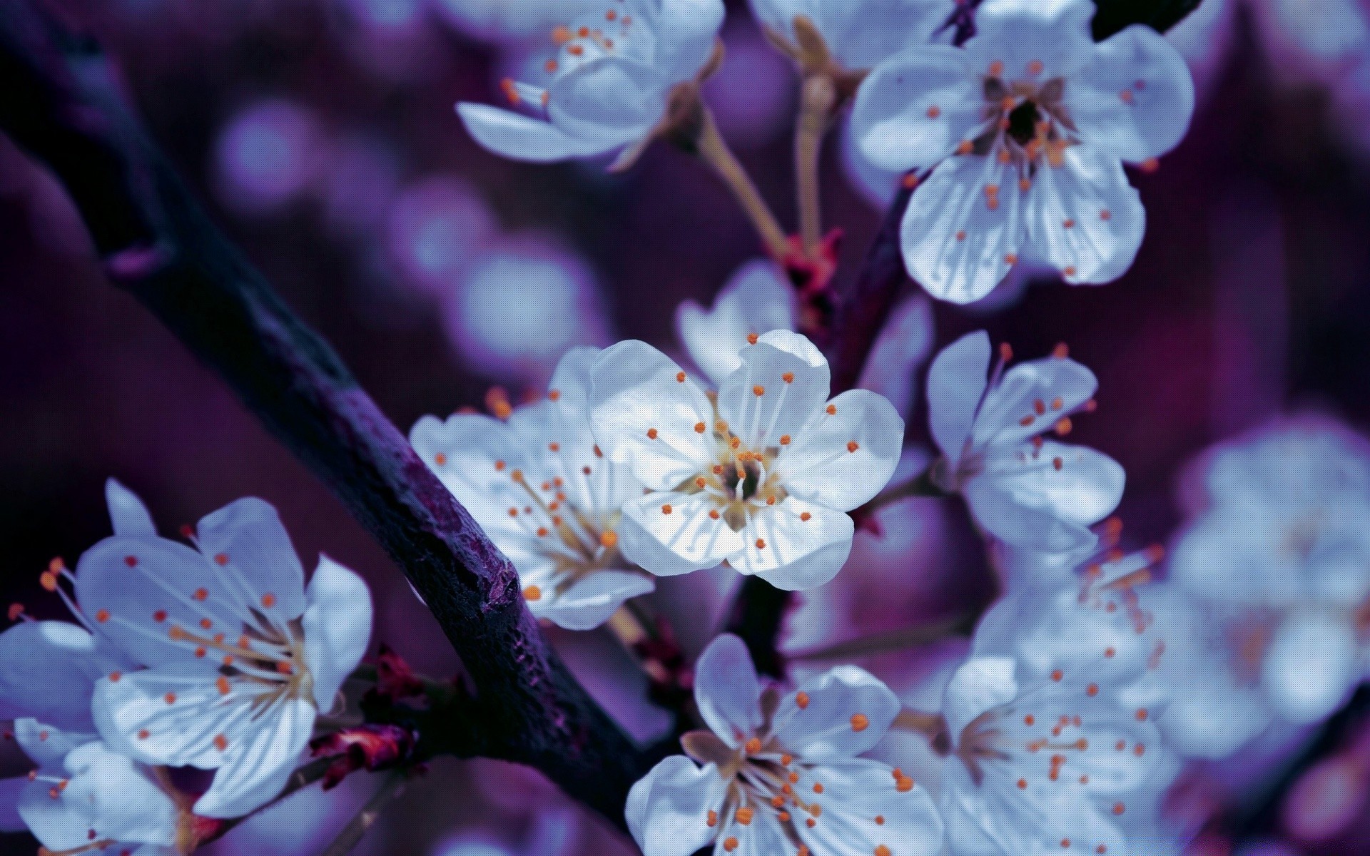 frühling blume kirsche natur flora blütenblatt zweig baum pflaume garten apfel kumpel blühen wachstum saison blumen blatt farbe frühling schön