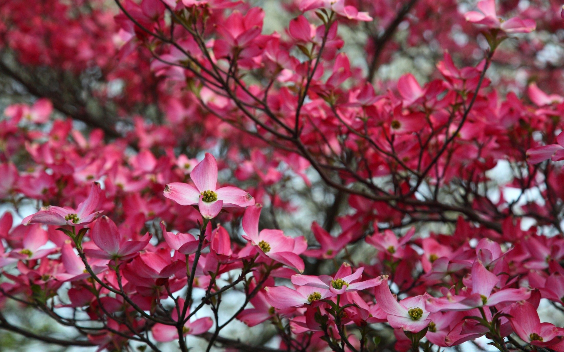 primavera naturaleza flor jardín flora hoja rama árbol temporada crecimiento brillante al aire libre verano color parque pétalo floración primer plano arbusto buen tiempo