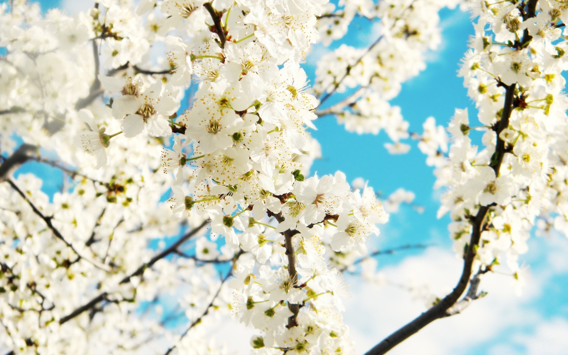 spring cherry flower branch tree nature season plum apple bud flora growth springtime bright apricot blooming delicate fair weather petal outdoors