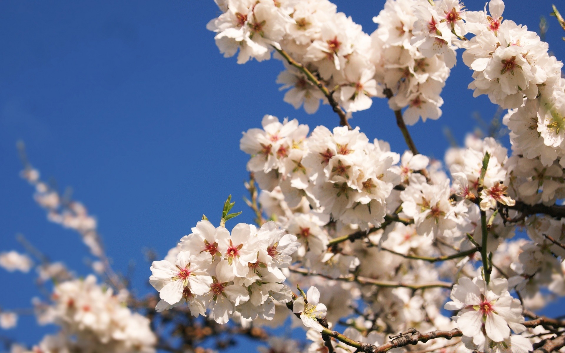 primavera cereza flor rama árbol naturaleza flora temporada manzana floración primavera ciruela amigo crecimiento pétalo jardín albaricoque floral brillante primer plano