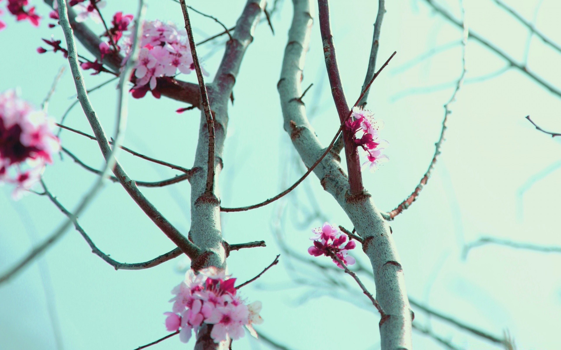 frühling blume kirsche zweig baum natur flora saison blühen farbe schließen kumpel winter unschärfe apfel garten blatt im freien