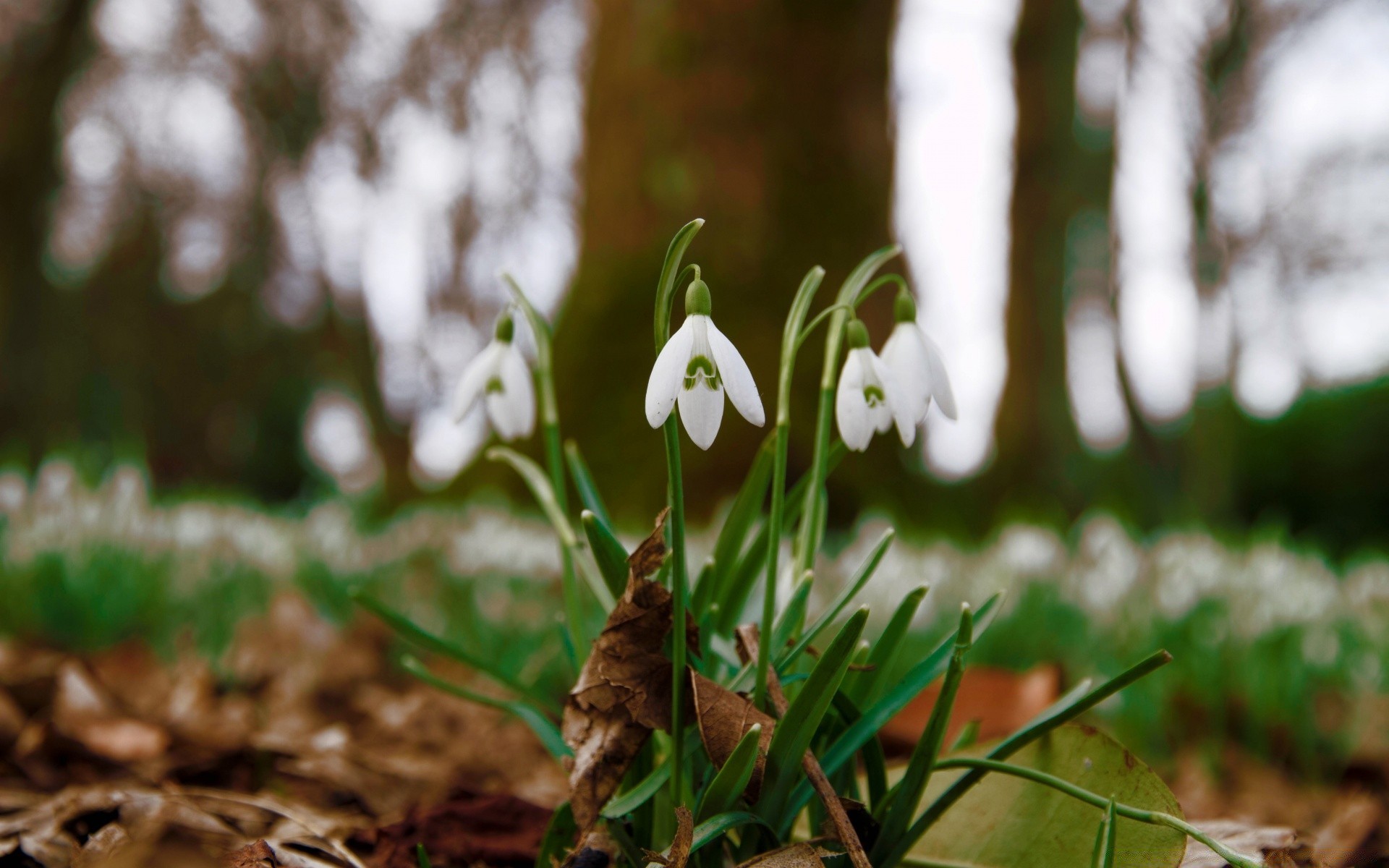 frühling natur blatt gras blume holz flora im freien saison garten wachstum park gutes wetter baum dämmerung schließen farbe