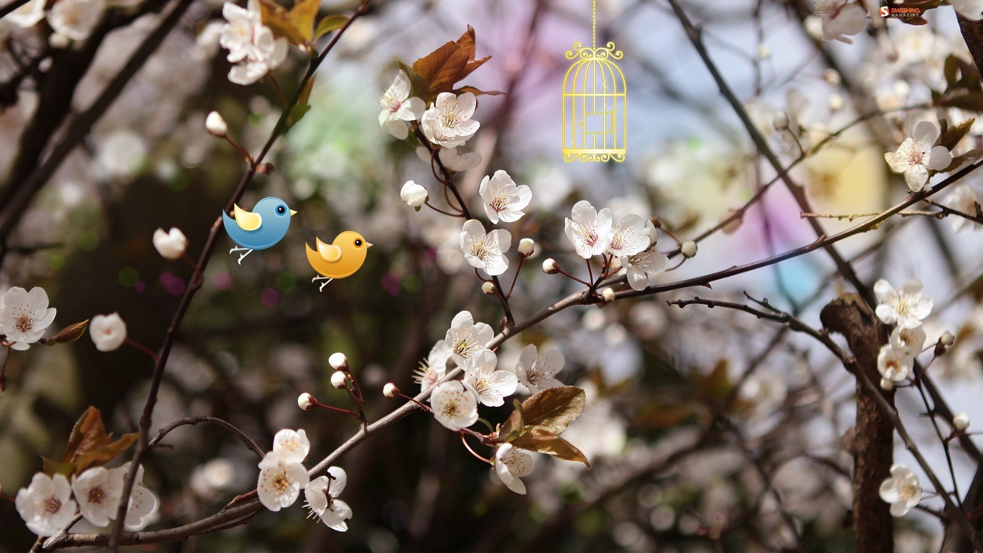 spring flower tree branch nature flora cherry garden season blooming apple outdoors color leaf floral close-up growth petal beautiful park