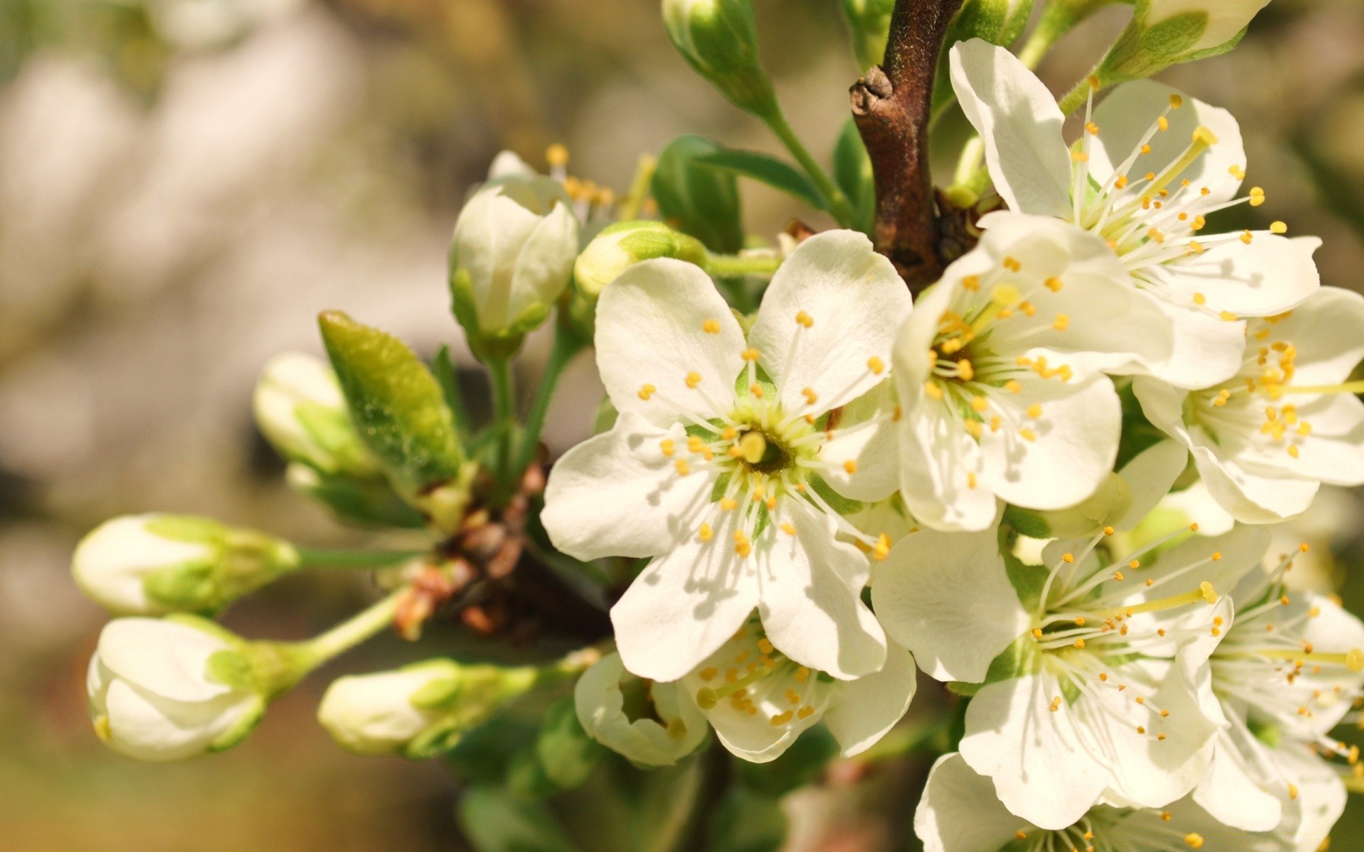 spring flower nature cherry flora apple leaf outdoors tree blooming branch growth bud garden petal floral plum summer fair weather season