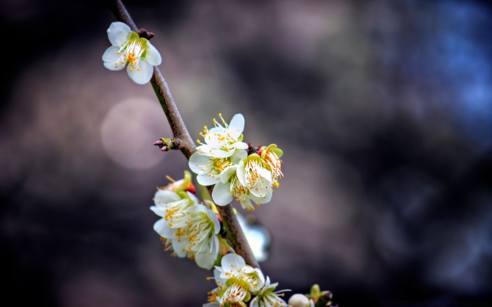 primavera flor natureza árvore ramo flora maçã blooming cereja ao ar livre crescimento amigo jardim folha temporada pétala floral