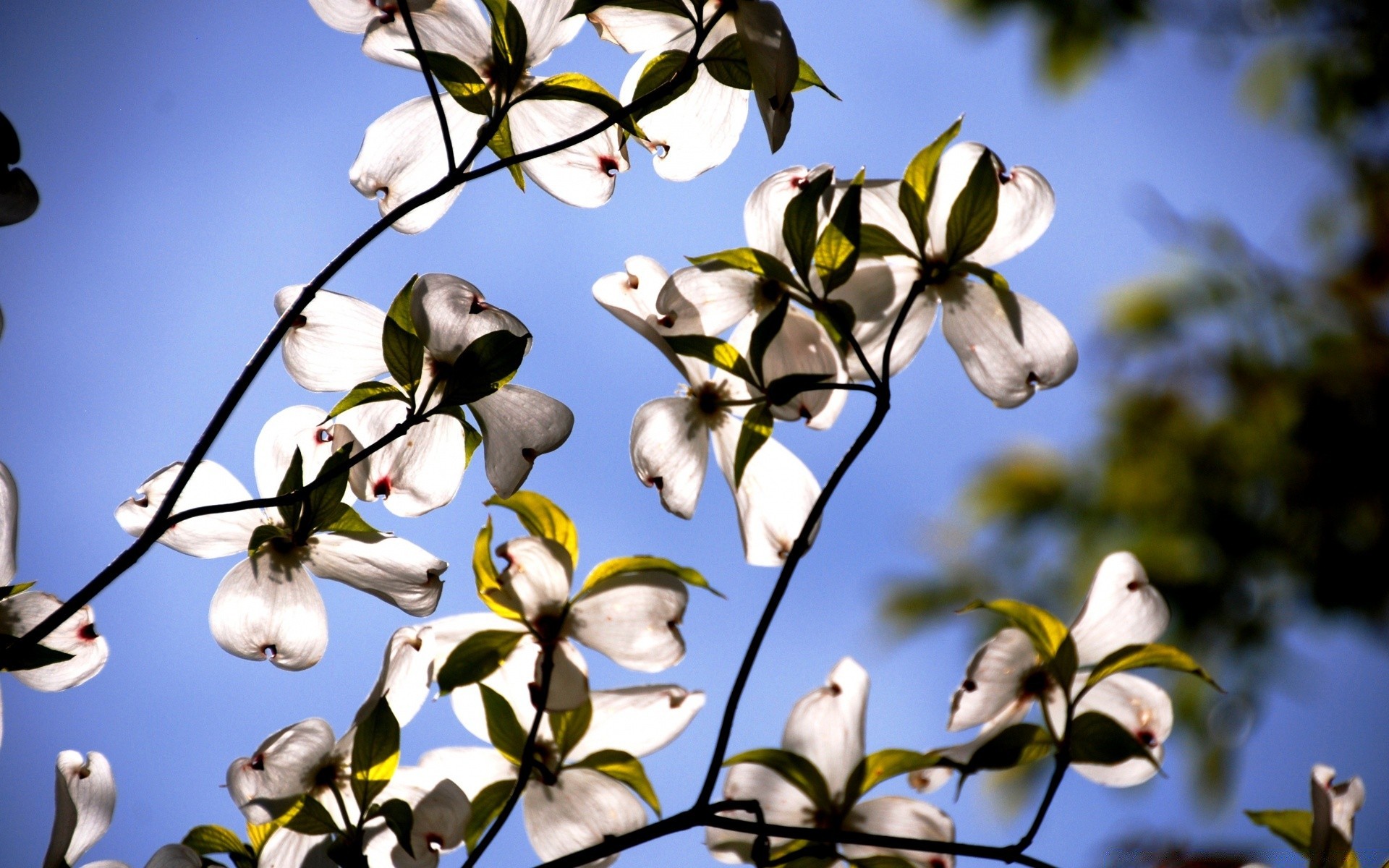 spring flower tree nature branch leaf flora garden outdoors season petal cherry beautiful light color growth summer bird blooming park