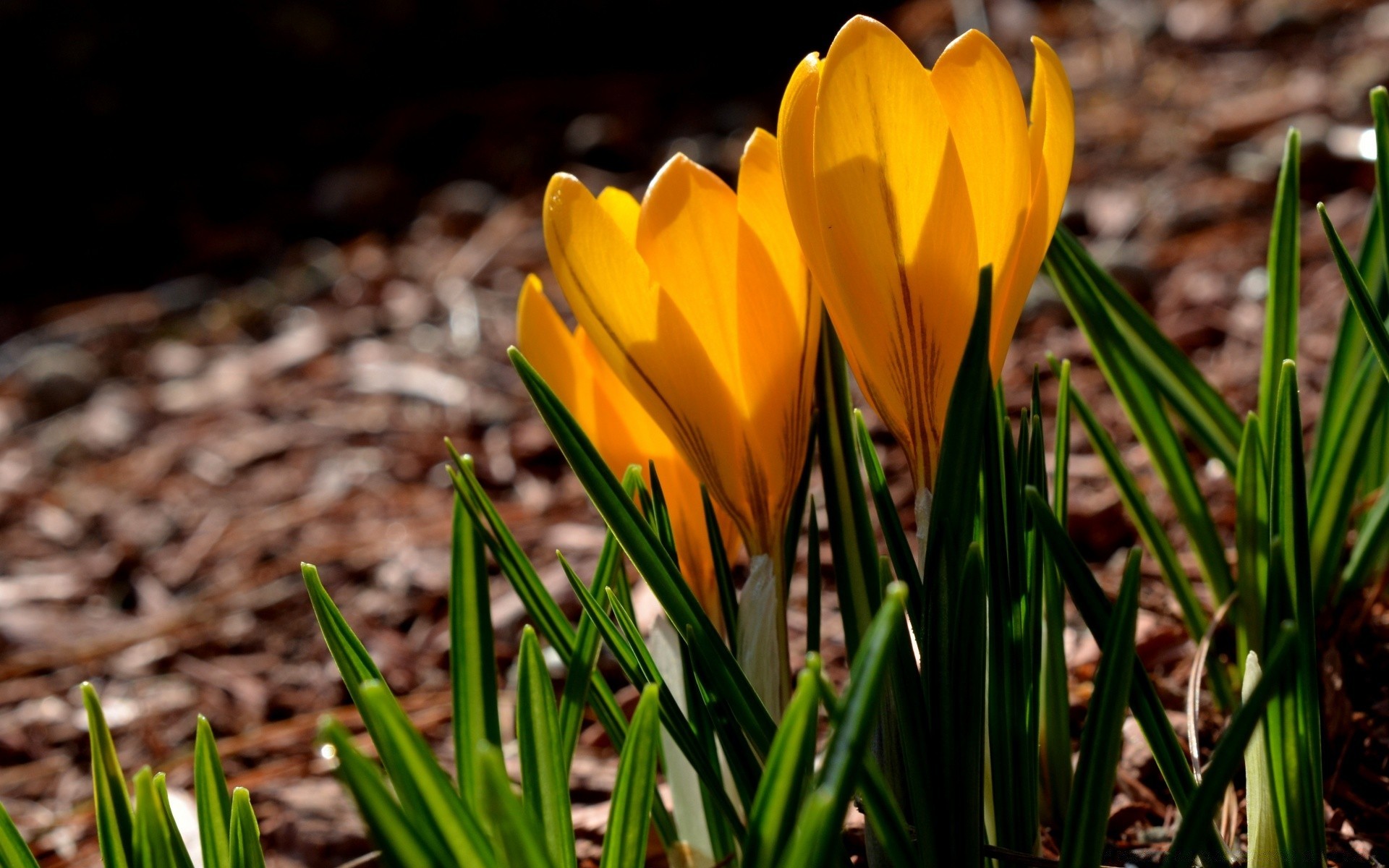 spring nature garden flora leaf growth season bright easter flower grass summer outdoors fair weather color petal