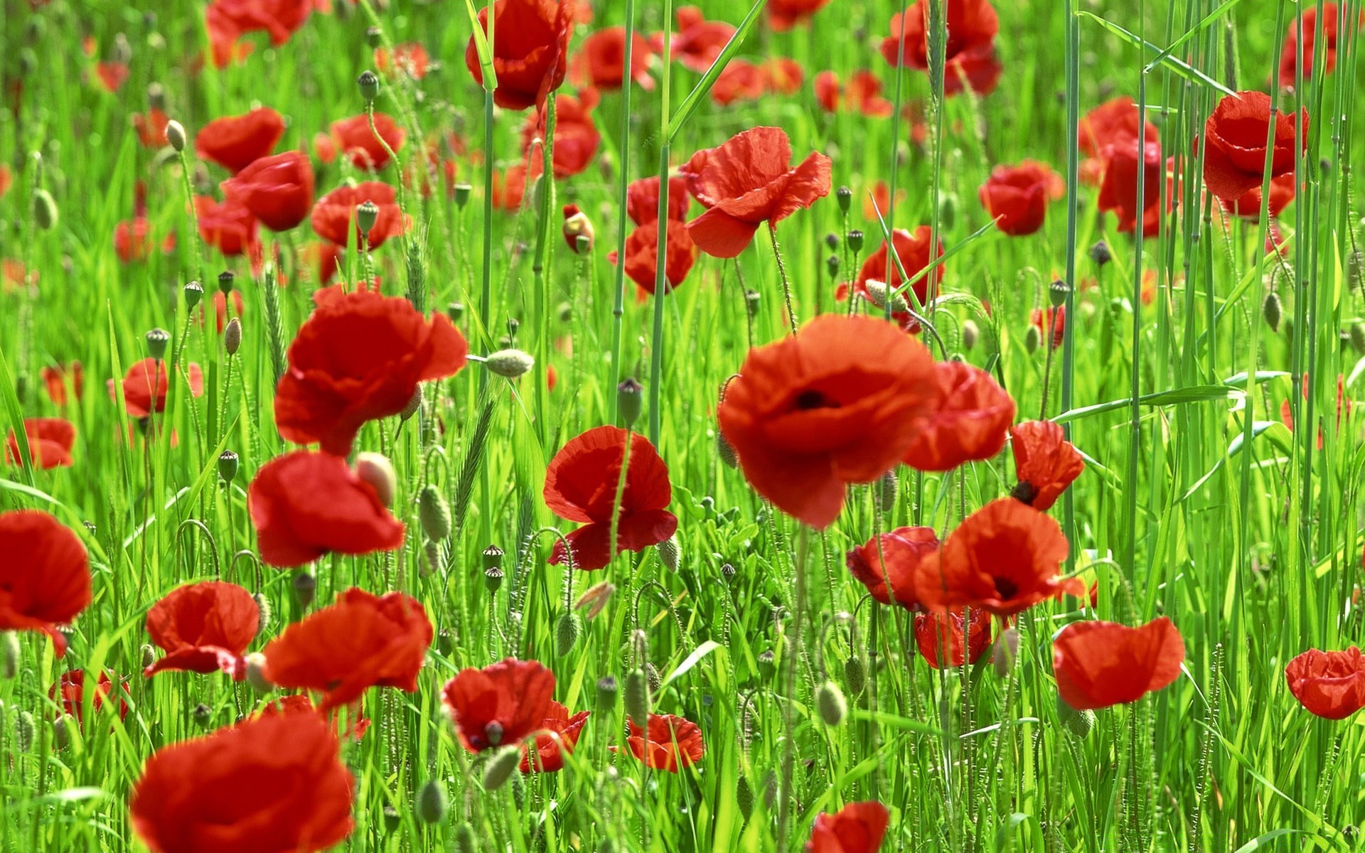 primavera campo flor heno hierba flora poppy verano naturaleza rural jardín floral pétalo estación bluming hoja vivo crecimiento color al aire libre