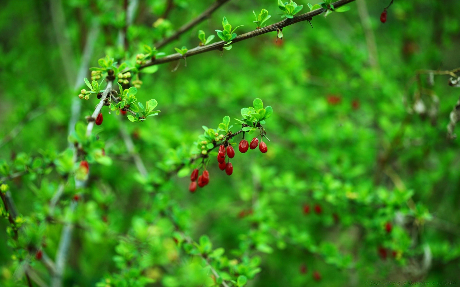 primavera naturaleza hoja fruta flora jardín crecimiento árbol al aire libre verano rama arbusto comida primer plano temporada flor agricultura color