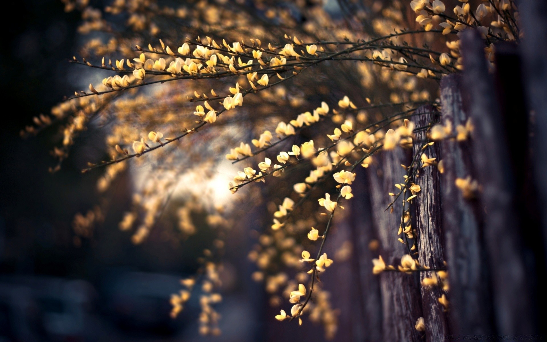 frühling natur holz im freien holz flora gold desktop saison blatt wachstum herbst umwelt licht filiale