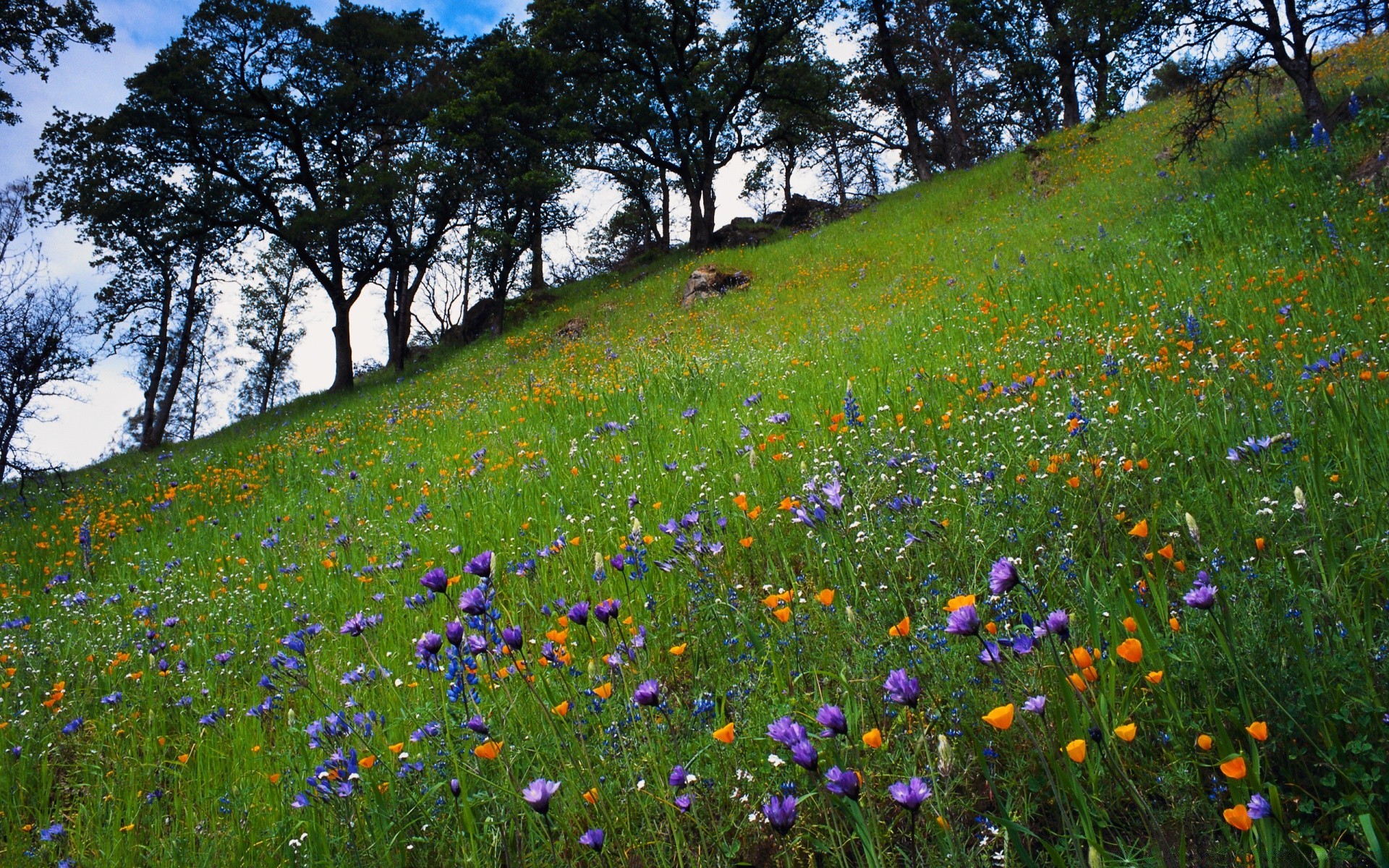 frühling blume heu gras landschaft natur feld wildflower poppy weiden im freien sommer des ländlichen des ländlichen raums flora baum idylle wild