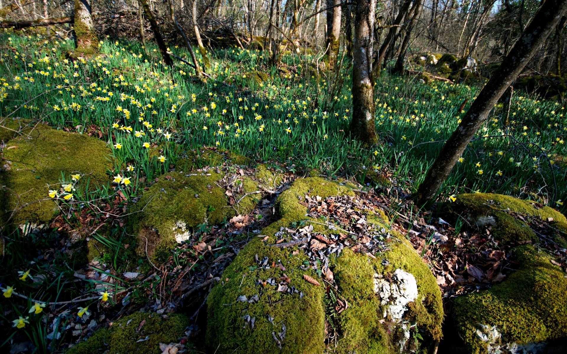 ricerca correlata: primavera legno natura muschio albero foglia paesaggio flora parco all aperto erba acqua giardino ambiente scenico fiore stagione autunno pietra di viaggio