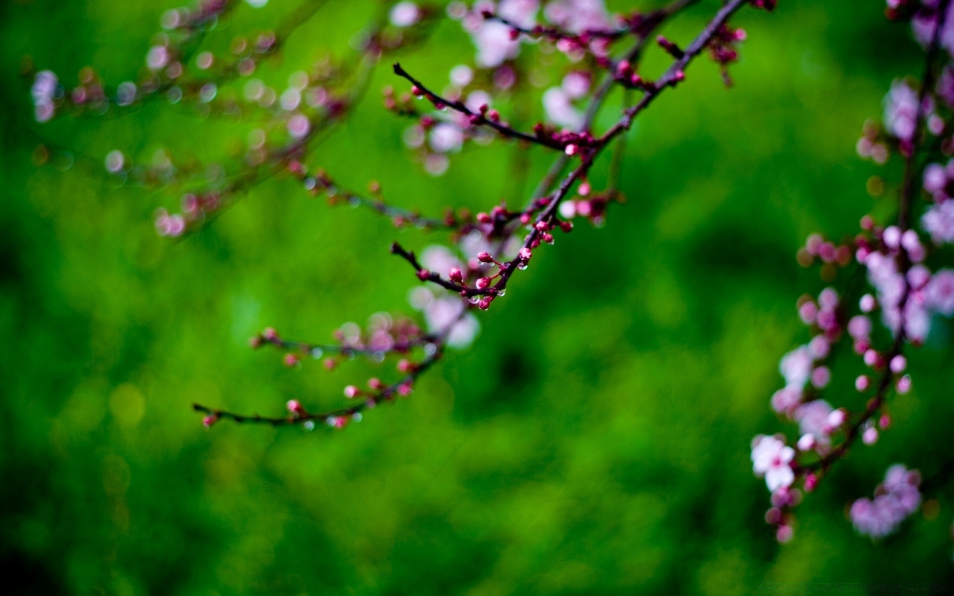 primavera flor natureza flora folha árvore jardim cor verão crescimento ramo brilhante ao ar livre