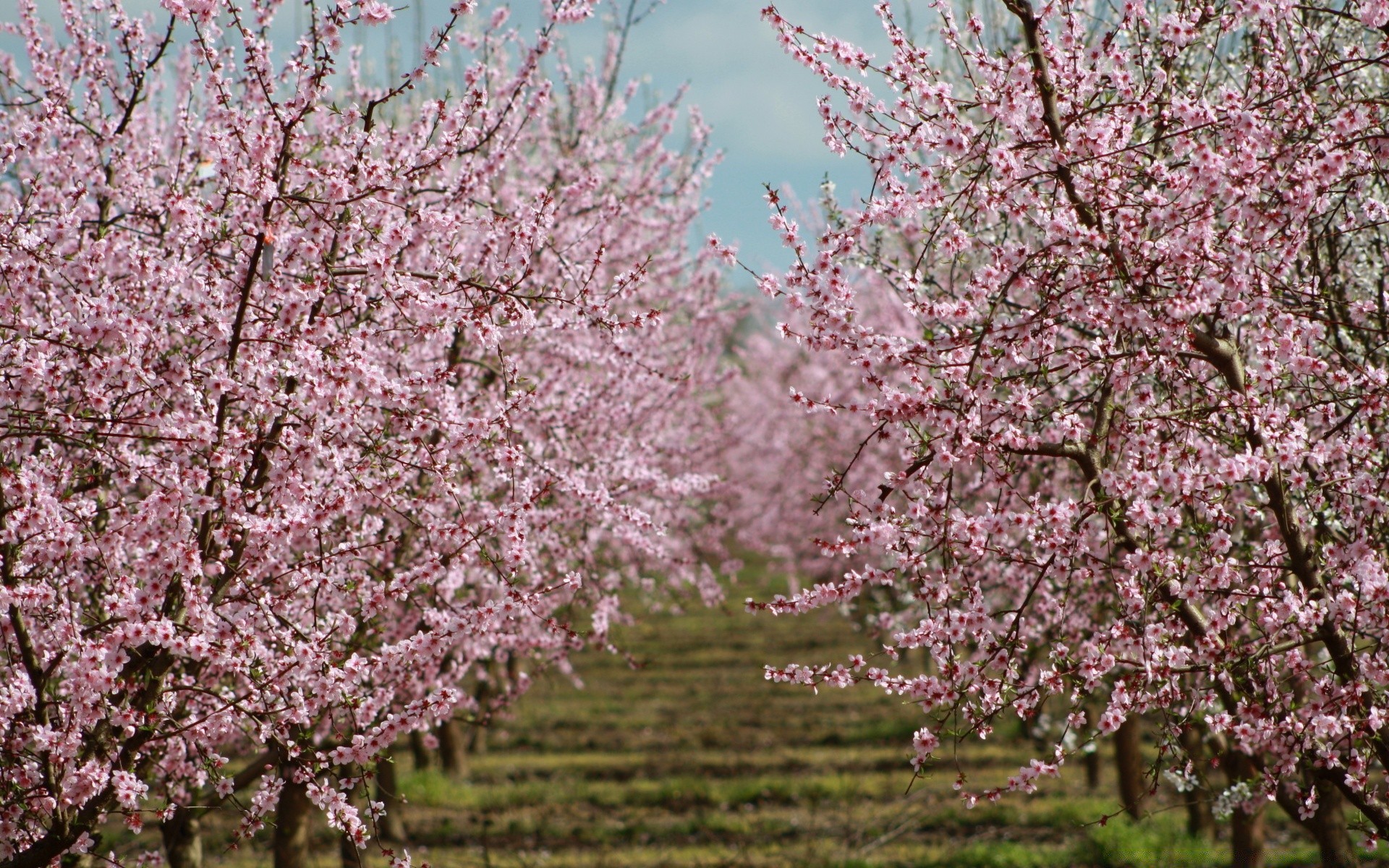 printemps cerise arbre branche fleur saison printemps arbre fruitier flore croissance bluming parc nature copain pétale prune pomme à l extérieur amande fleuri feuille