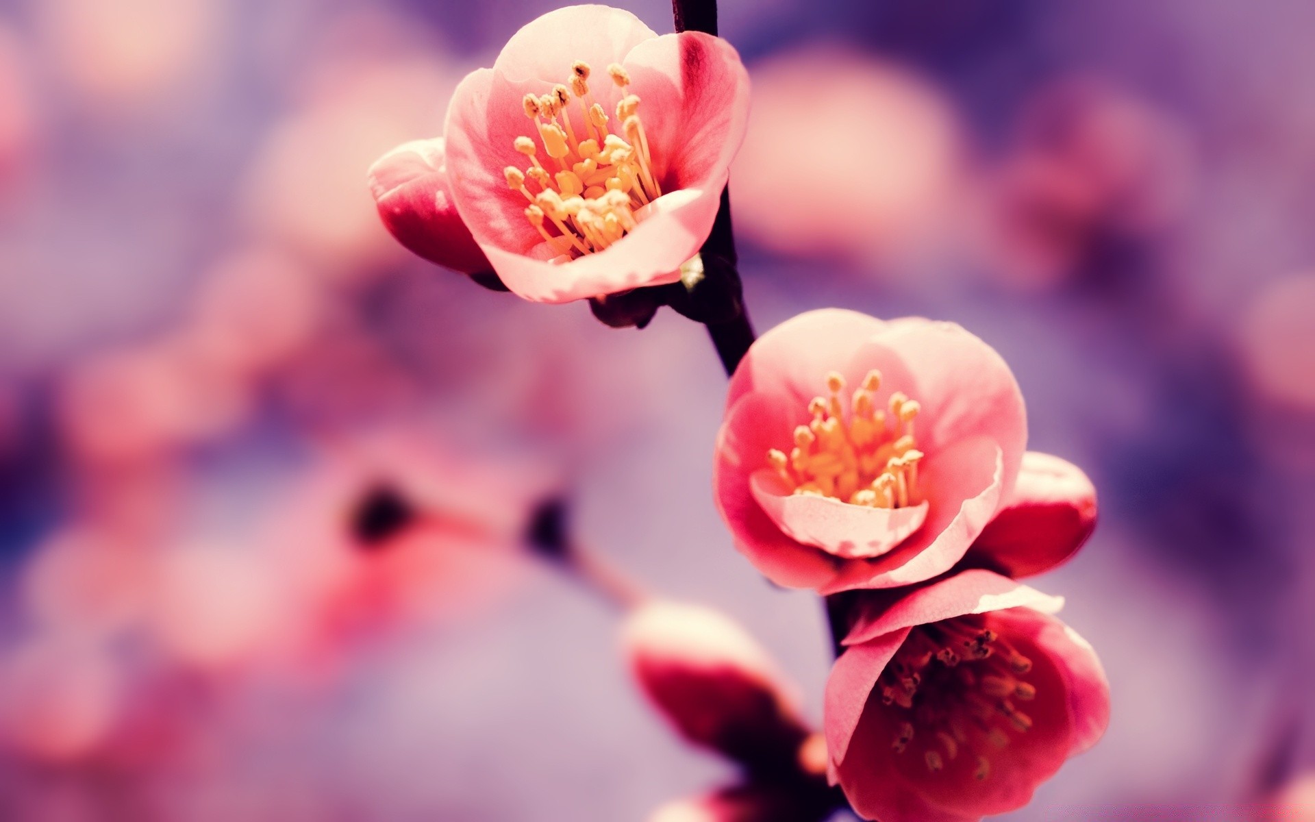 spring nature flower blur dof cherry outdoors flora leaf garden bright summer tree