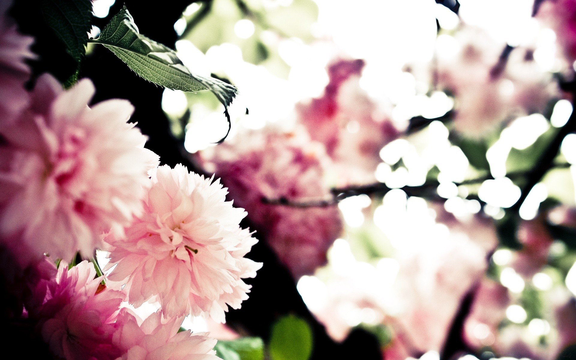 spring flower nature flora garden leaf floral blooming petal beautiful color summer close-up season bright growth rose branch park tree