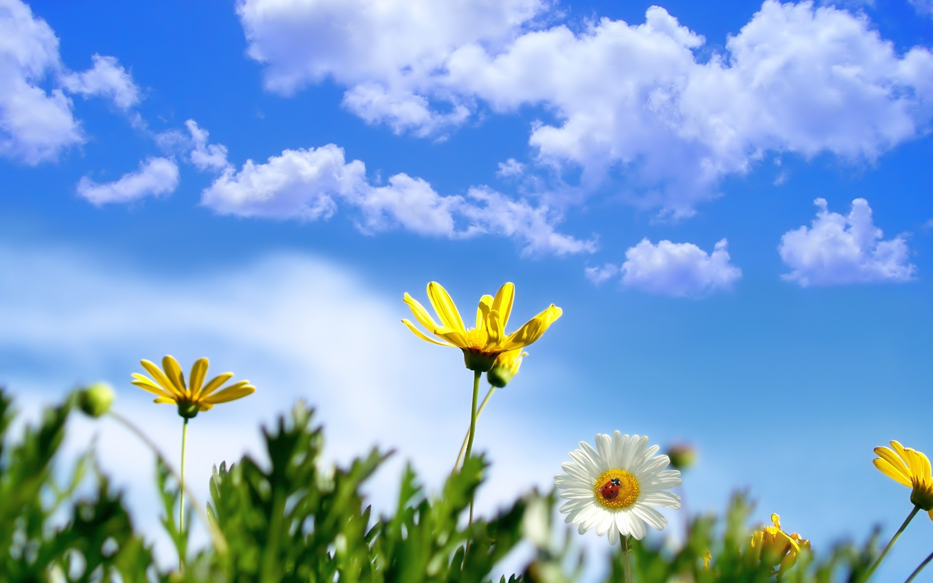 primavera natura estate fiore campo sole bel tempo fieno crescita flora erba margherita rurale soleggiato giardino foglia luminosa pasqua stagione ambiente