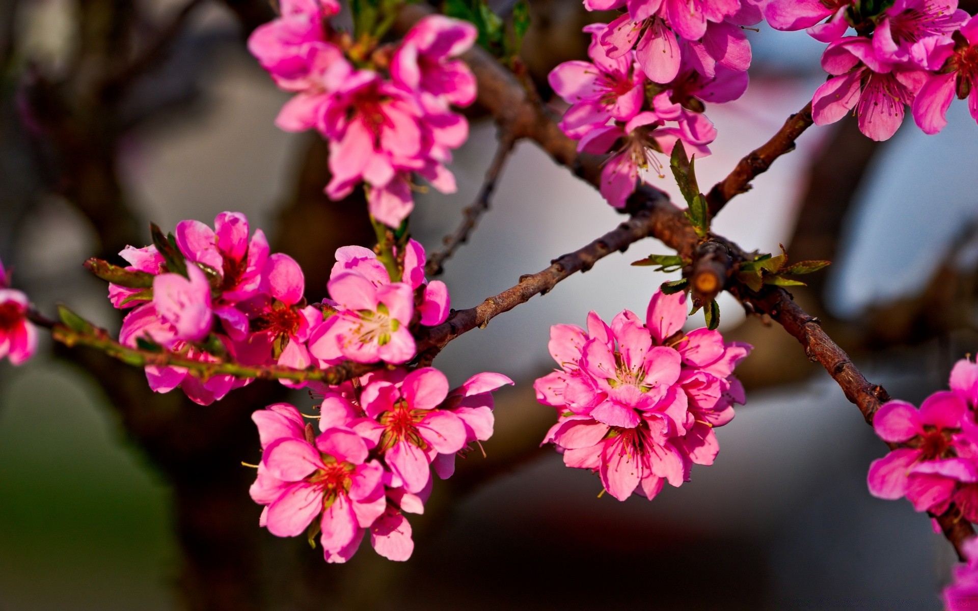 printemps fleur branche nature flore jardin bluming pétale arbre floral saison copain cerise couleur gros plan belle feuille croissance parc lumineux