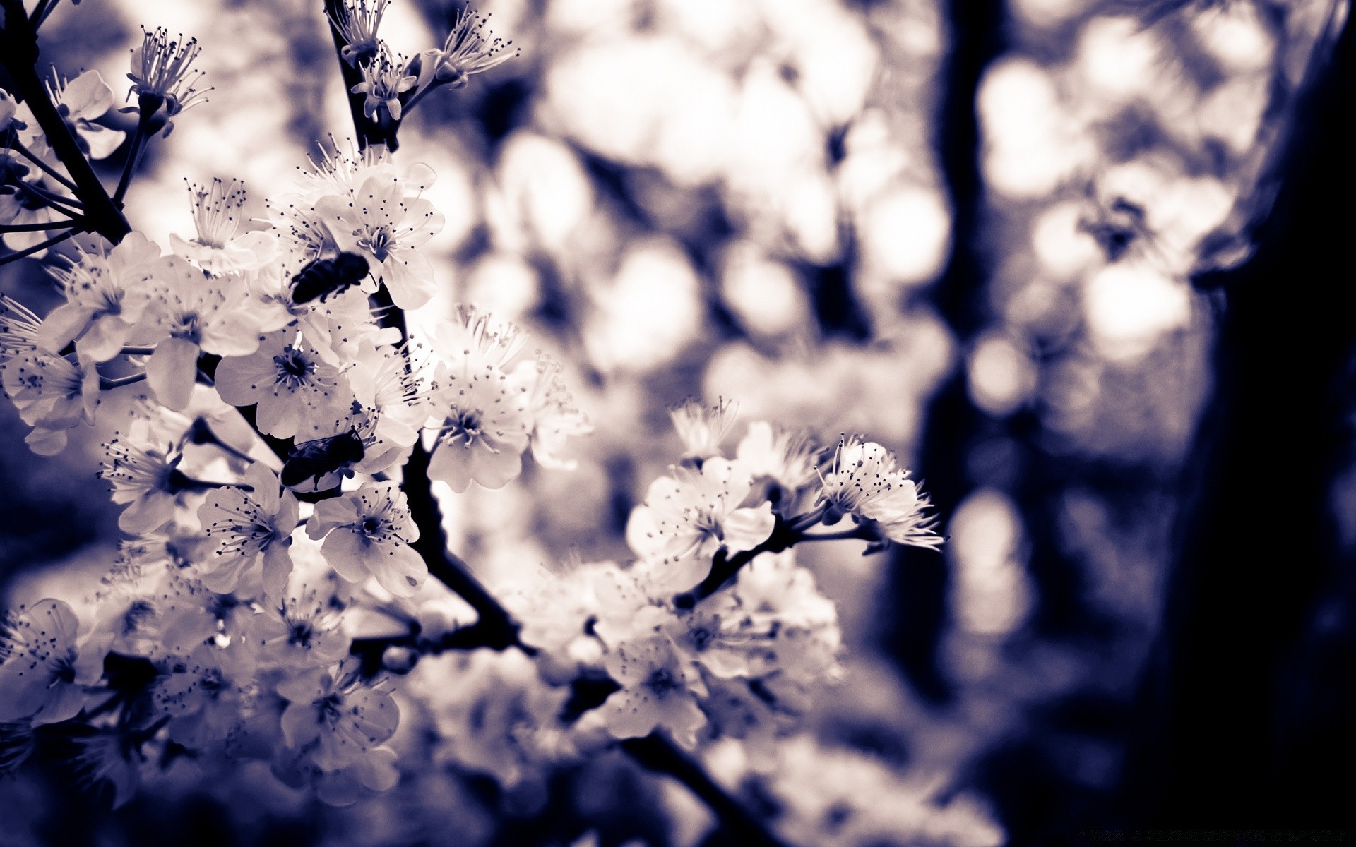 printemps fleur arbre branche nature saison cerise flore feuille couleur