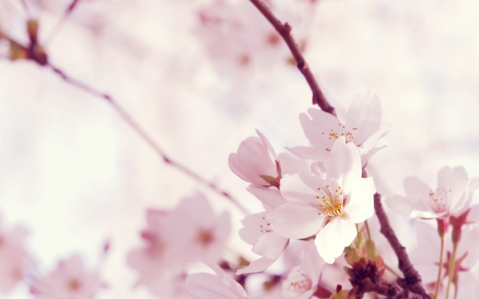 primavera fiore di ciliegio natura ramo flora albero giardino sfocatura foglia di crescita di estate di colore brillante pal all aperto petalo stagione fioritura delicato