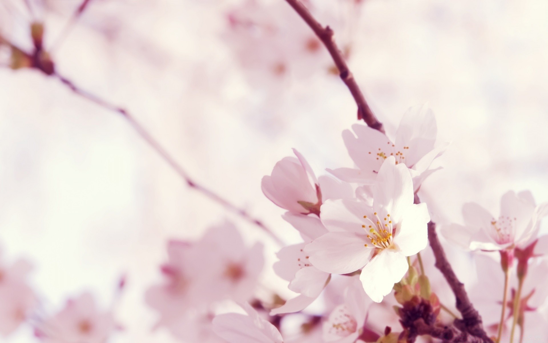 spring flower cherry nature branch flora tree garden blur leaf growth summer bright color bud outdoors petal season blooming delicate