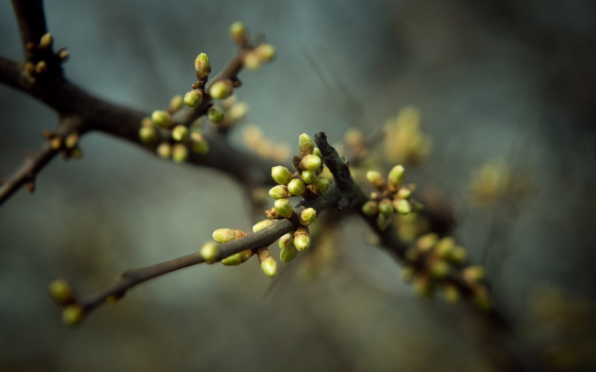 primavera árvore ramo flor natureza folha ao ar livre flora borrão fruta amigo crescimento inverno outono luz jardim