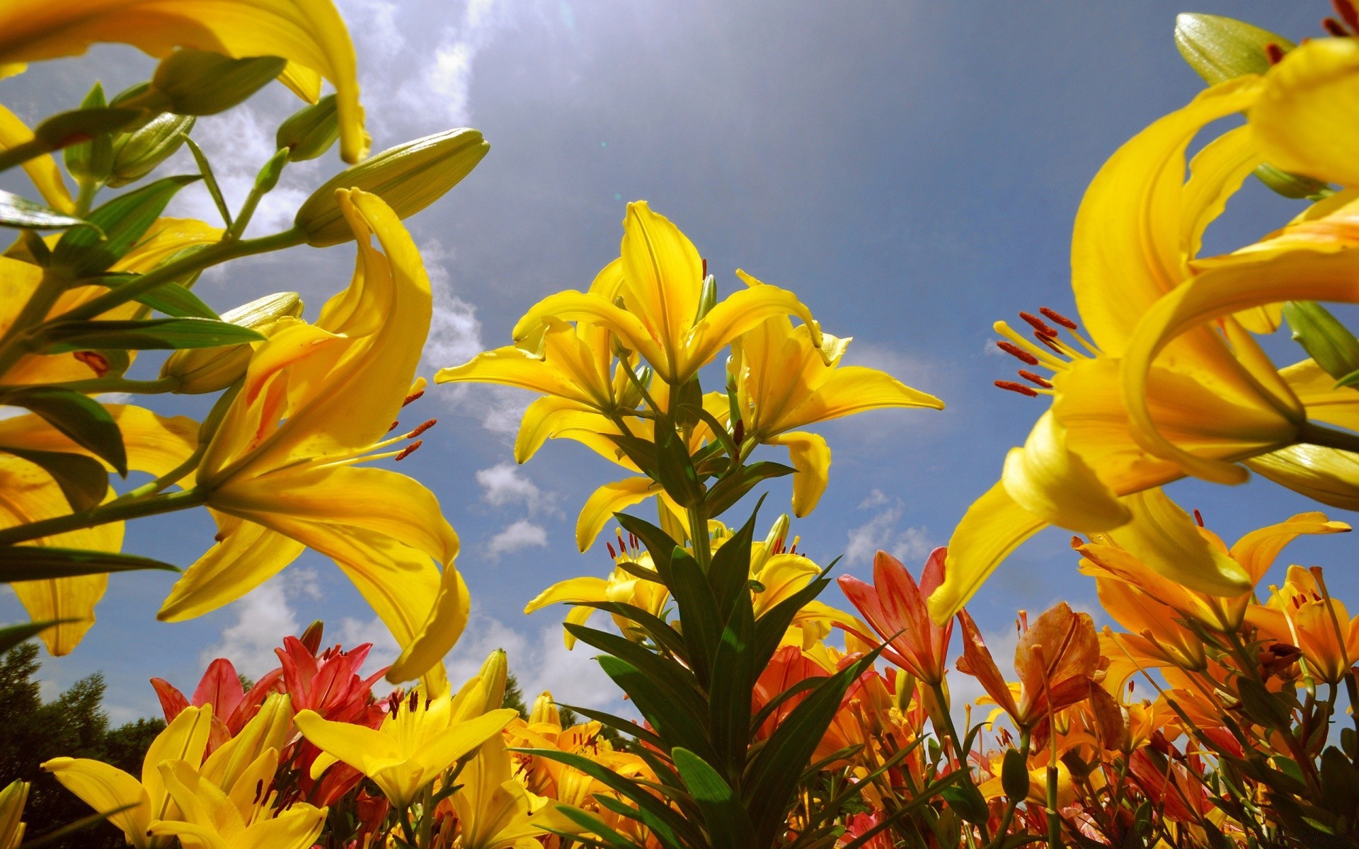 frühling natur blatt blume flora sommer hell garten farbe schön blumen gutes wetter im freien sonne blühen wachstum jahreszeit