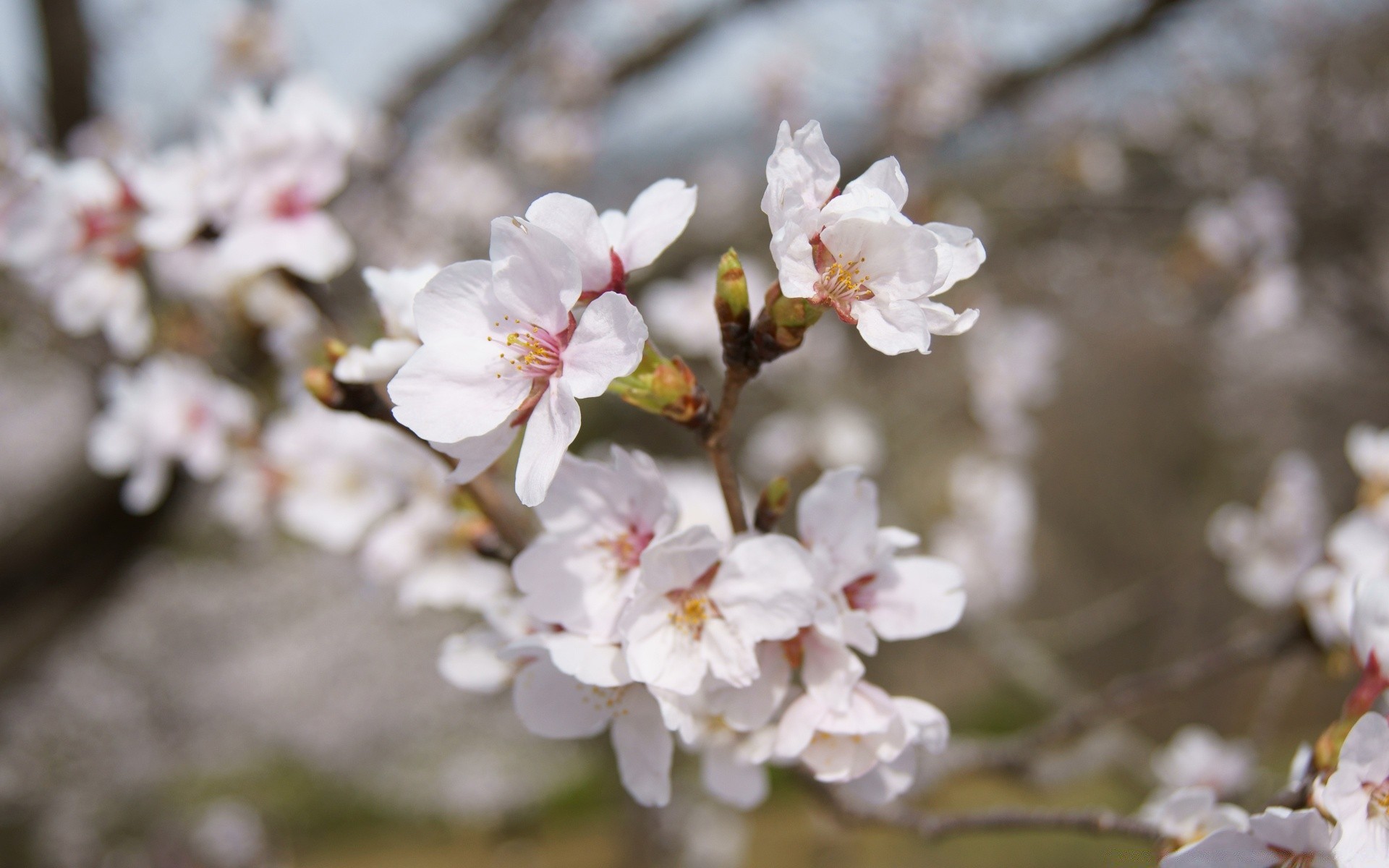 spring flower cherry branch tree nature flora season blooming garden apple bud petal leaf growth springtime plum outdoors floral park