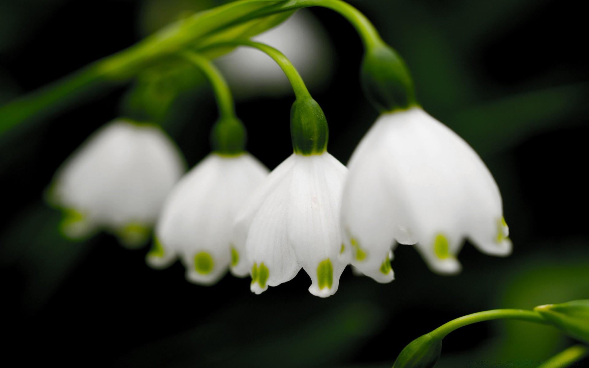 wiosna natura kwiat liść ogród flora na zewnątrz park wzrost