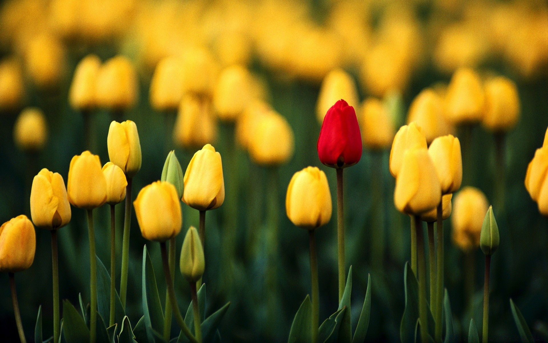 frühling tulpe natur blume garten flora blatt ostern blumen hell feld sommer wachstum farbe jahreszeit gras blütenblatt gutes wetter blühen im freien