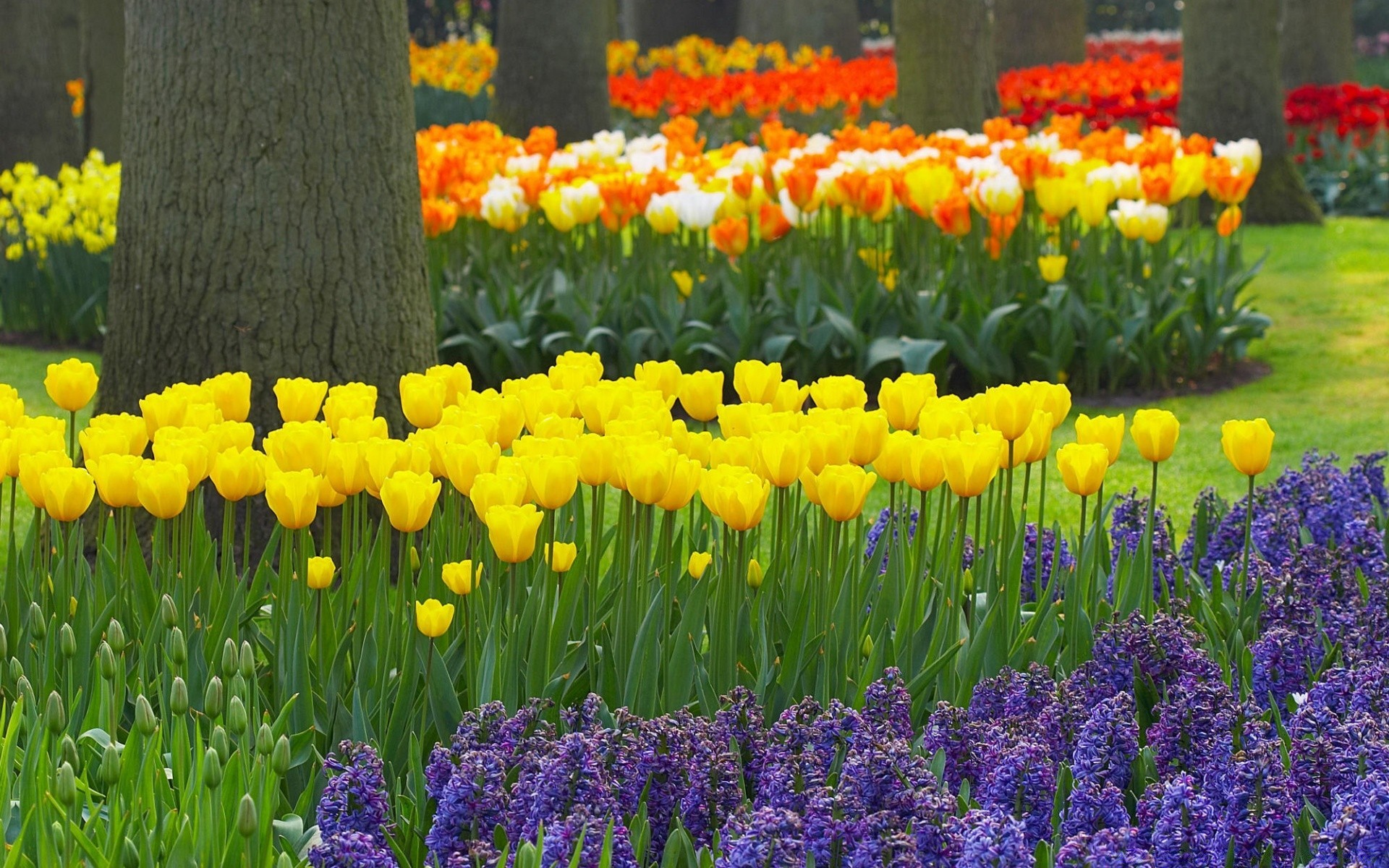 spring flower garden tulip flora floral blooming nature petal leaf bulb field grass summer color park season outdoors growth narcissus