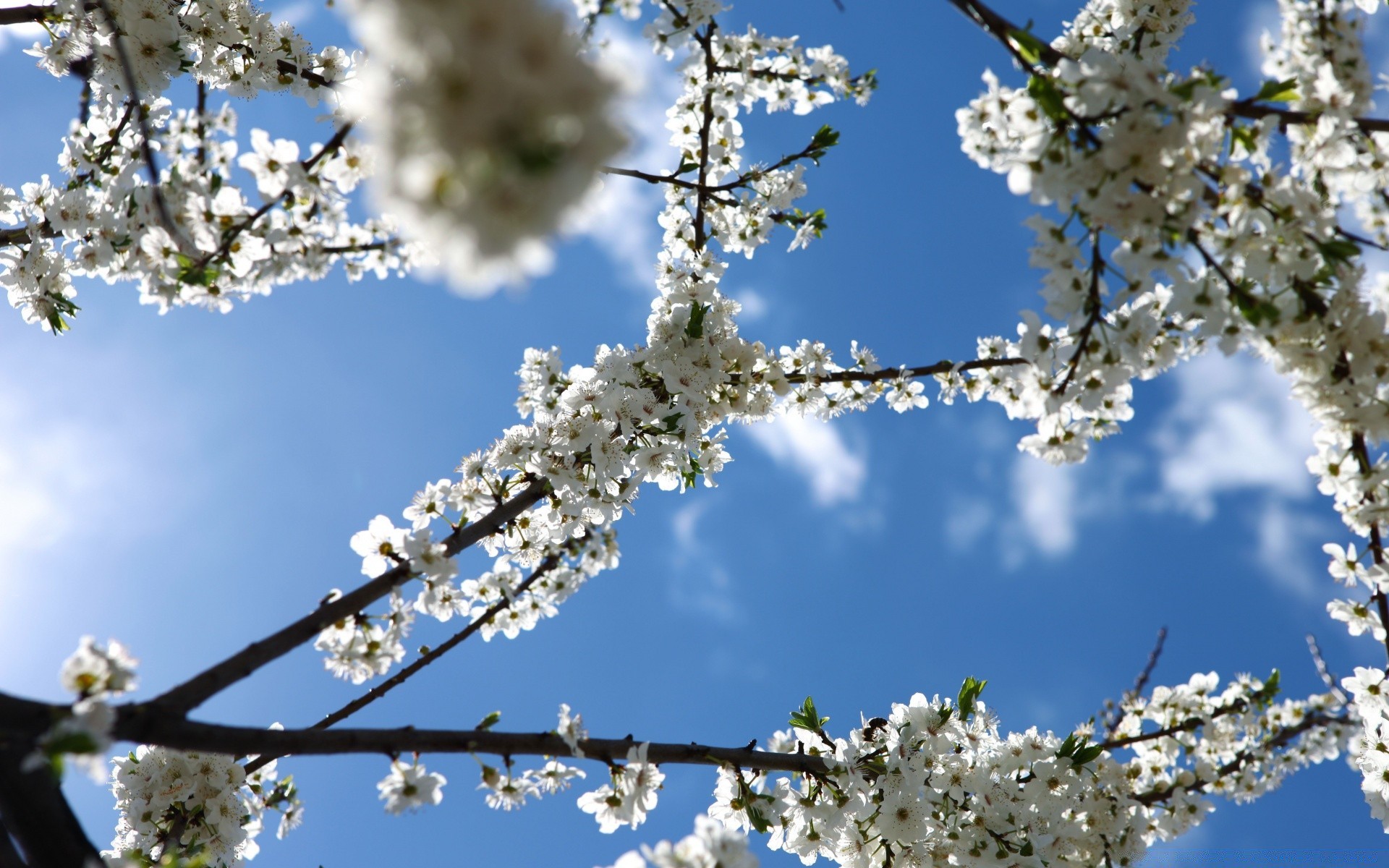 spring cherry tree branch flower apple season bud plum apricot nature springtime blooming flora fruit tree petal sunny bright outdoors blue sky almond