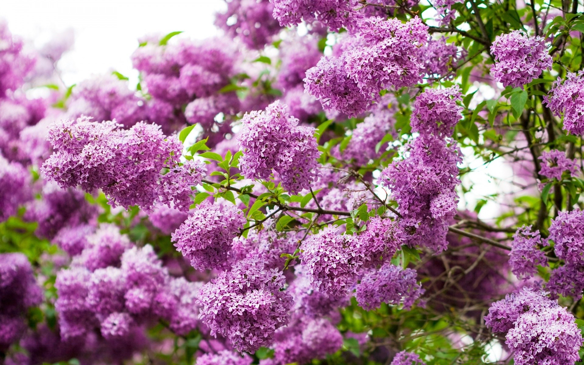 printemps fleur jardin flore arbre branche nature saison croissance feuille bluming floral printemps lumineux été pétale arbuste à l extérieur couleur parc