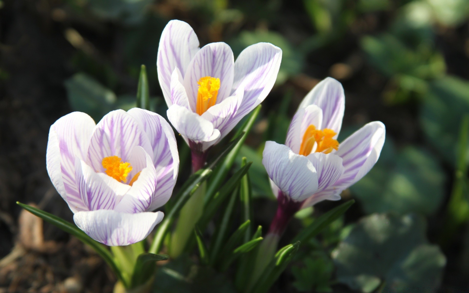 frühling natur blume flora blütenblatt blühen blatt ostern garten sommer jahreszeit blumen hell schließen farbe wachstum im freien heuhaufen