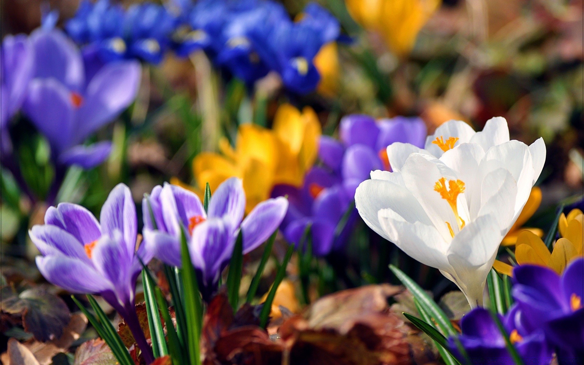 printemps fleur nature flore jardin pâques feuille crocus floral bluming pétale croissance saison couleur parc été lumineux bouquet foin violet