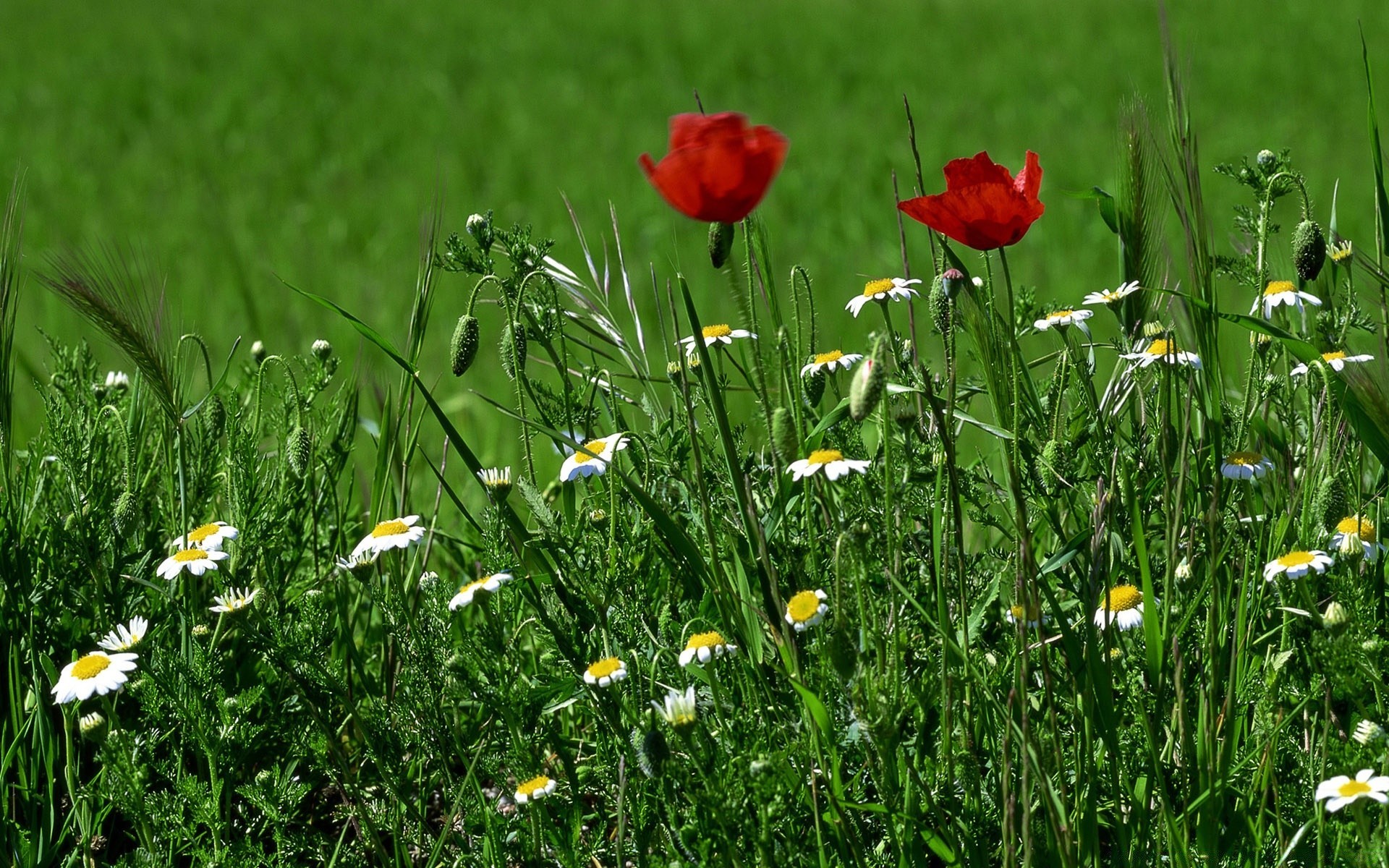 printemps herbe fleur foin nature été champ flore rural jardin croissance feuille pelouse à l extérieur beau temps soleil floral lumineux saison bluming