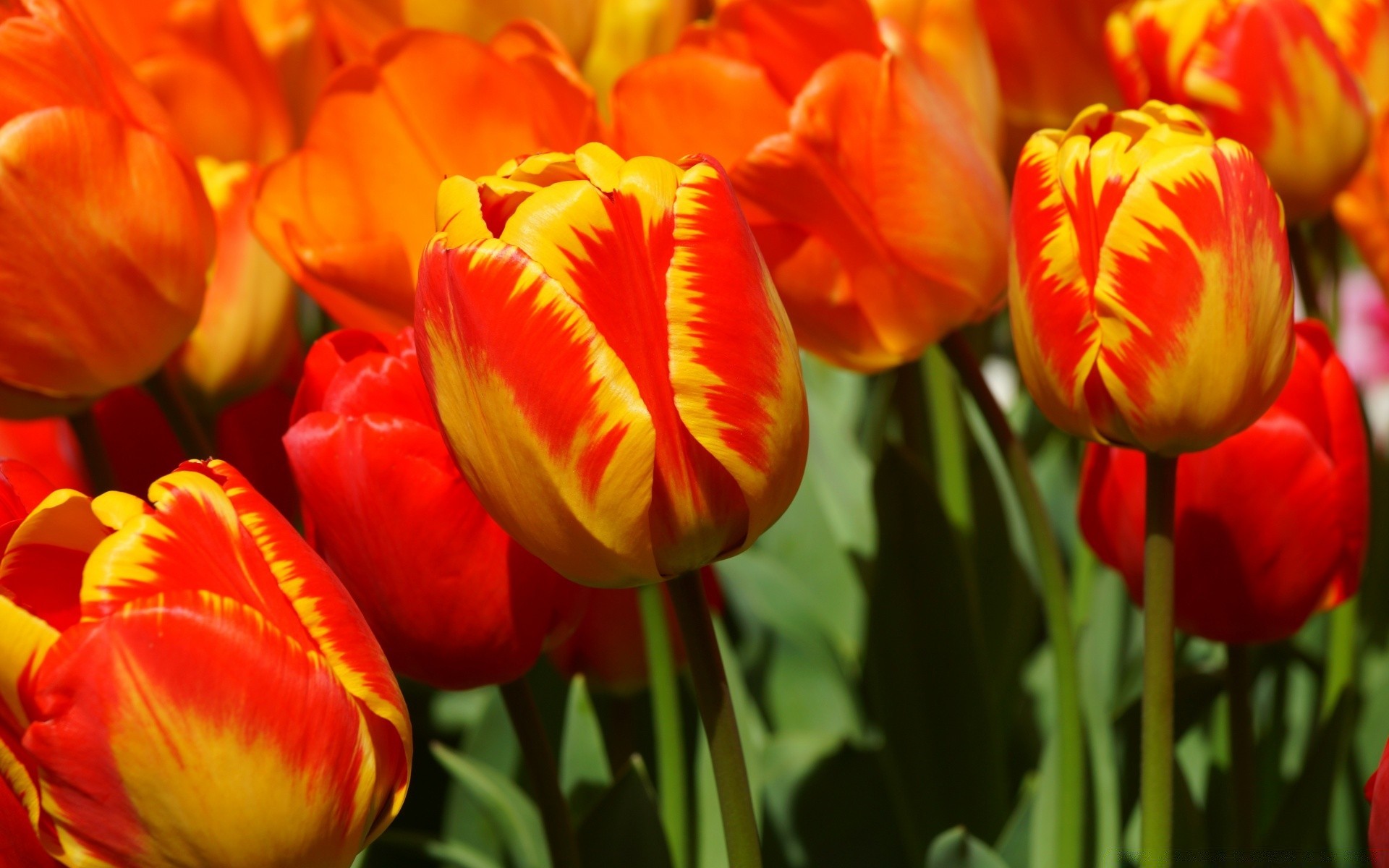 bahar lale doğa çiçek parlak flora yaprak bahçe yaz çiçek renk paskalya petal aşk sezon büyüme canlı alan