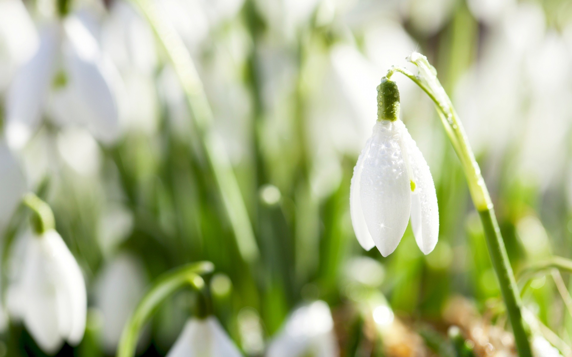 wiosna natura kwiat liść flora wzrost trawa dobra pogoda ogród spadek na zewnątrz sezon jasny wcześnie rozmycie kolego lato wielkanoc świt kwiatowy