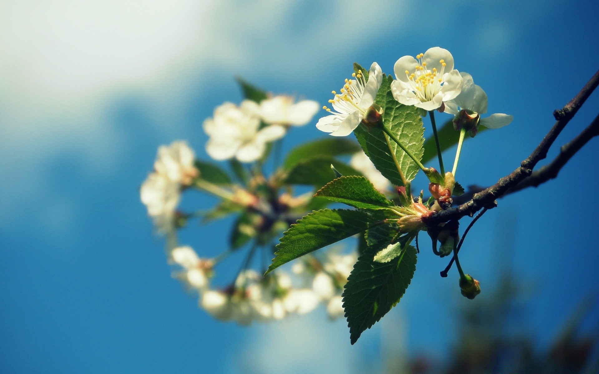 frühling blume natur flora baum blatt garten zweig kirsche wachstum blühen schließen sommer apfel blütenblatt blumen saison kumpel farbe gutes wetter